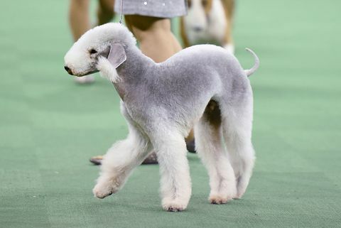 Anjing Bedlington Terrier berkembang biak