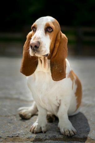 anjing basset hound