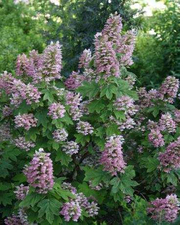 Gatsby Pink oakleaf hydrangea