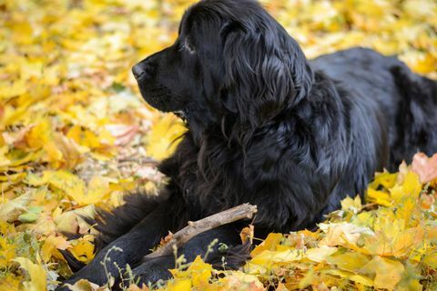 Anjing Newfoundland