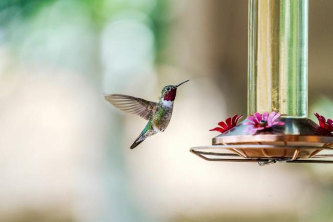 petunjuk resep makanan burung kolibri