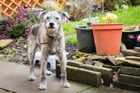 Scruffy adalah anjing tertua dari Dog Trust