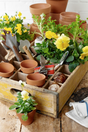 setup stasiun pot dengan pot dan bunga kuning yang terletak di peti soda vintage