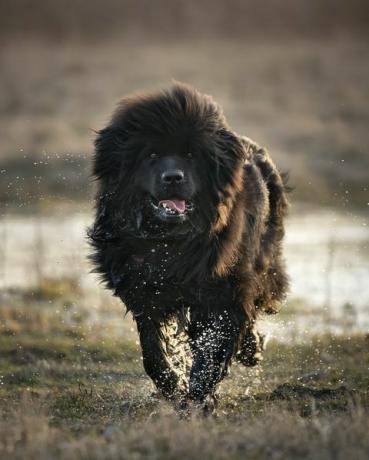 seekor anjing newfoundland yang bahagia kehabisan genangan air, anjingnya basah, tetesan air jatuh dari rambutnya foto luar ruangan