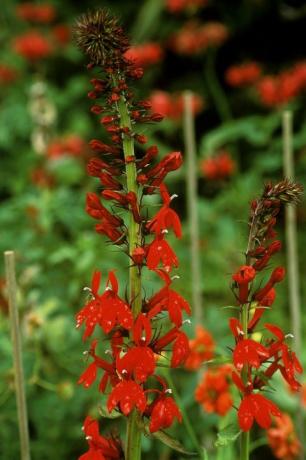 lobelia cardinalis dengan embun