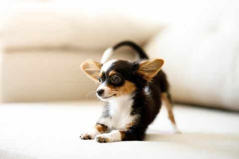 Anak anjing Chihuahua berjongkok