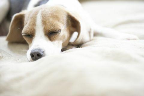 beagle saku tidur