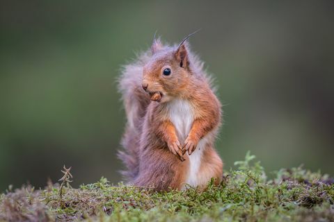 Tupai merah dengan hazelnut