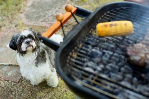 anjing melihat panggangan barbekyu