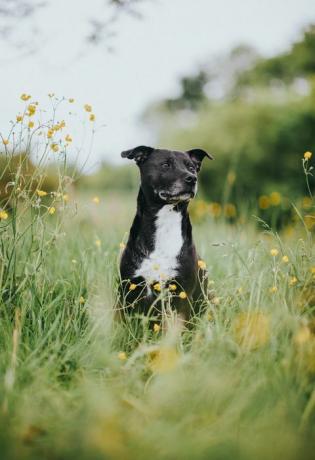 potret staffordshire bull terrier