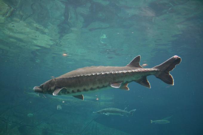 sturgeon