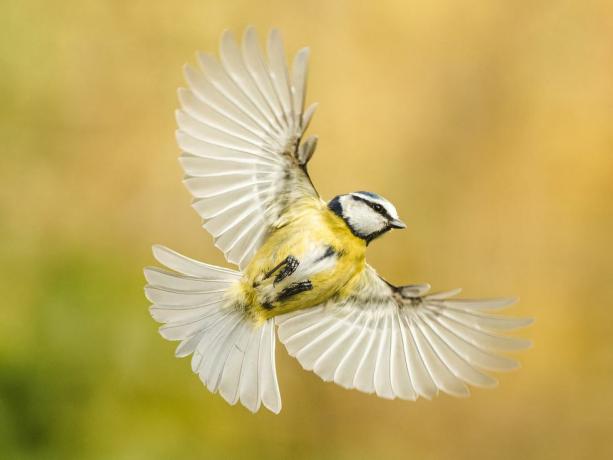 satwa liar taman fotografi burung