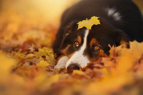 Fotografer ini mengambil foto paling menakjubkan dari anjing yang menikmati musim gugur