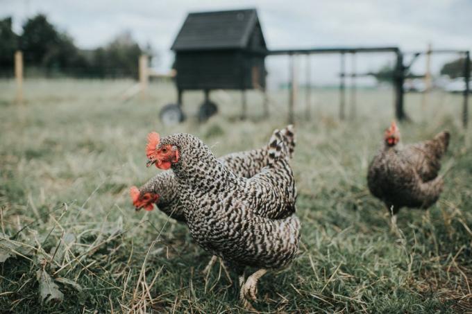 ayam putih austra persilangan antara ayam australorp hitam dan ayam leghorn putih