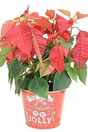 Poinsettia dalam Pot Timah