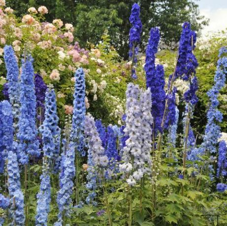 Bunga delphinium biru dan mawar bermekaran di taman musim panas