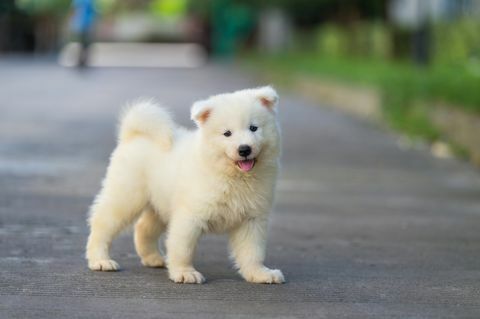 anak anjing samoyed