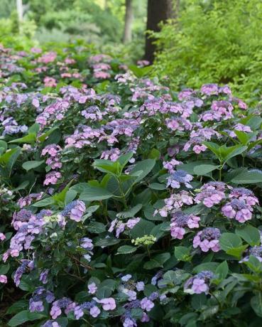 Tuff Stuff Hydrangea