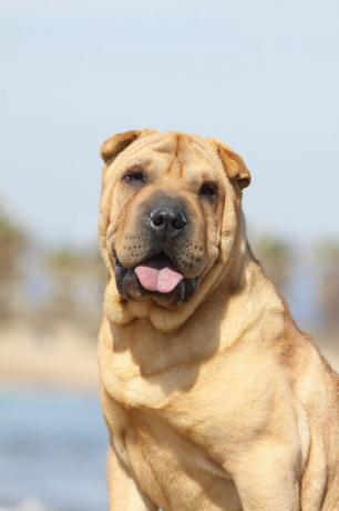 shar-pei cina