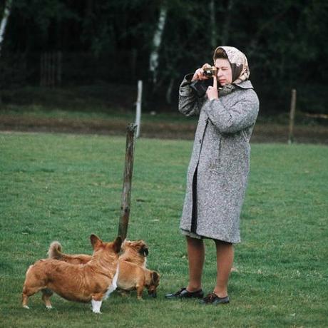 windsor, inggris queen elizabeth ii memotret corgisnya di taman windsor pada tahun 1960 di windsor, inggris foto oleh anwar husseingetty images