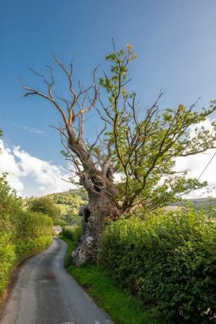 Pohon Nellie Memahkotai Tree Of The Year Inggris - Tree Of The Year Awards
