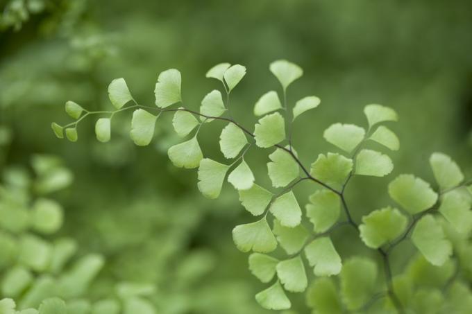 cara merawat pakis maidenhair