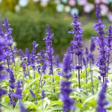 Tampilan Ungu Lavender