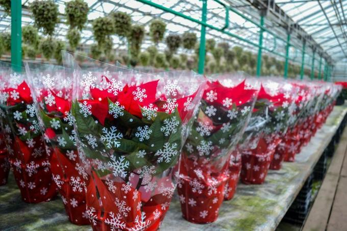 penjualan natal bunga poinsettia merah cerah dalam kemasan meriah dengan kepingan salju sejumlah besar bunga dalam pot ada di rumah kaca persiapan liburan, hadiah, dekorasi