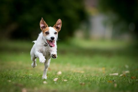 Anjing jenis terbaik untuk pelari