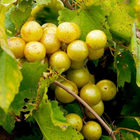 'Carlos' Muscadine Grape, wadah 1 galon