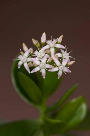 Crassula ovata dengan bunga, dikenal sebagai tanaman giok, pohon persahabatan, tanaman keberuntungan, atau pohon uang