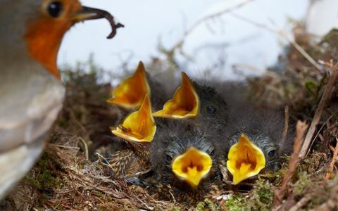 Robin memberi makan lima anak ayam di sarang