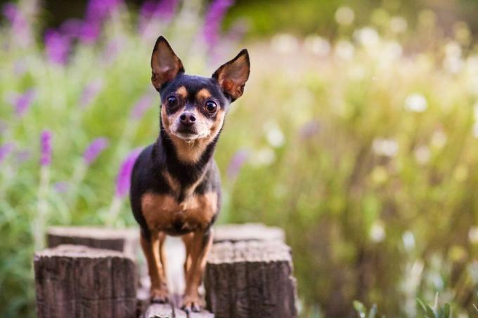 anjing kecil berdiri di atas pagar kayu