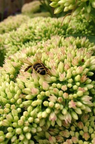 sedum adalah bunga stonecrop yang dikenal sebagai kegembiraan musim gugur yang berbunga antara Agustus dan November di Inggris Raya, dan kadang-kadang dikenal sebagai herbstfreude itu ditandai dengan bunga merah muda kecil yang berubah menjadi ungu kemerahan di akhir musim gugur yang menarik lebah