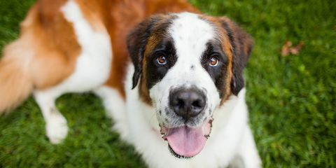 anjing st bernard