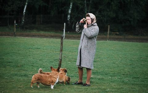 windsor, inggris queen elizabeth ii memotret corgisnya di taman windsor pada tahun 1960 di windsor, inggris foto oleh anwar husseingetty images