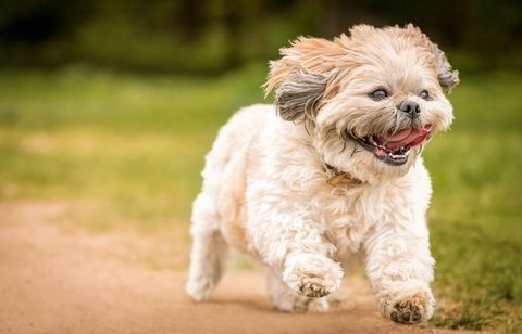 Potret Close-Up Dari Shih Tzu Running