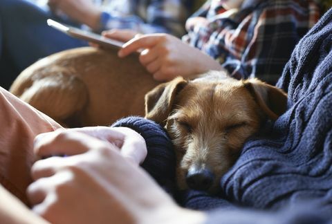 Anjing tidur di pangkuan pemilik