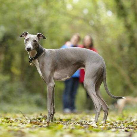 potret whippet dan pemiliknya di hutan