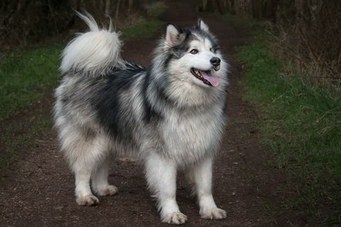 Alaska Malamute