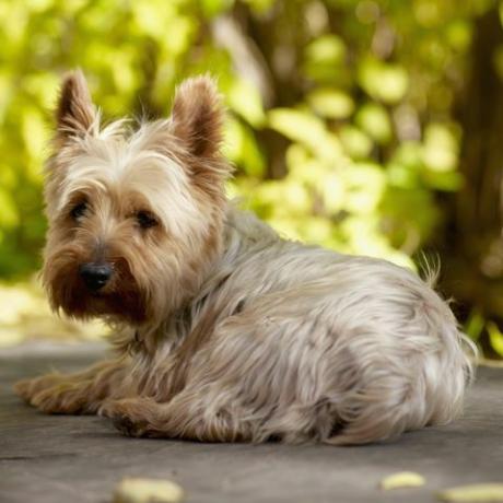 anjing terrier yorkshire berbaring