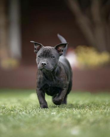 Terrier banteng staffordshire