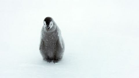 Dinasties penguins chicks photo