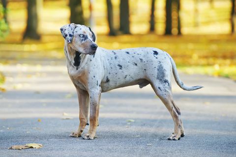 Anjing muda Louisiana Catahoula Leopard tinggal di aspal pada musim gugur