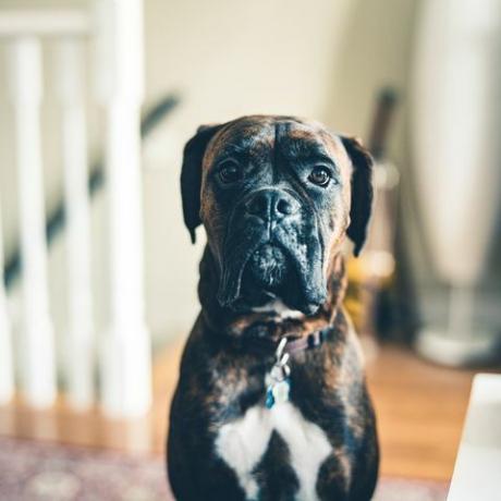 potret anjing petinju muda, duduk di lantai kamar