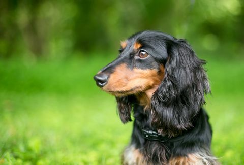 profil anjing dachshund hitam dan merah berambut panjang di luar ruangan