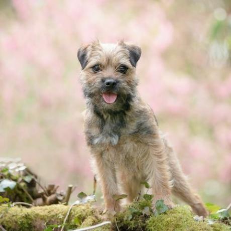 terrier perbatasan