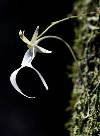 Tumbuhan Paling Terancam Punah di Inggris Diungkap - Ghost Orchid