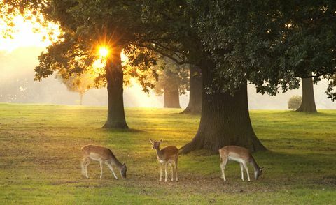 rusa di antara pohon-pohon ek