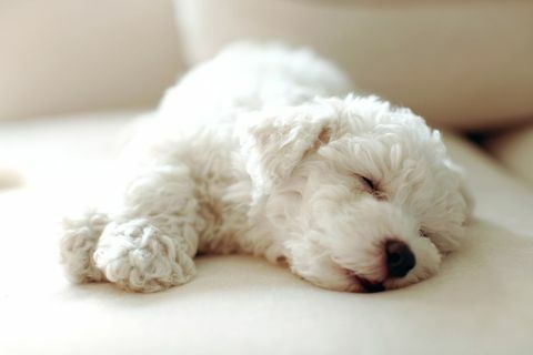 bichon frize dog puppy sofa tidur